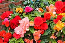 Double Begonia Tubers Summer Flowering Bulbs Garden Perennial Mix Hanging Basket