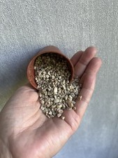 Beige Gravel Small Stone Plant