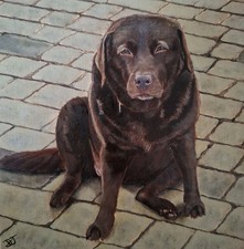 Original Pet/ Dog Animal