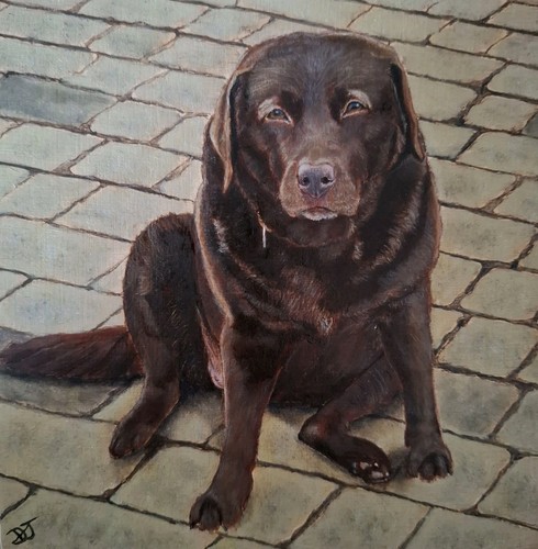 Original pet dog animal - pet/,