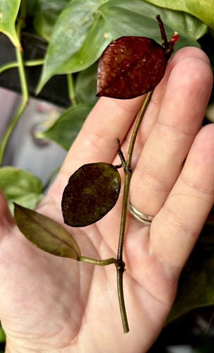Very rare hoya - very,