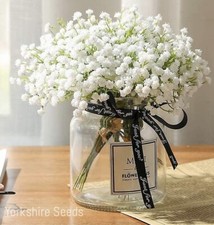 500x Baby's Breath White