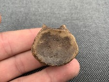 Mosasaur vertebrae fossil bone - mosasaur,