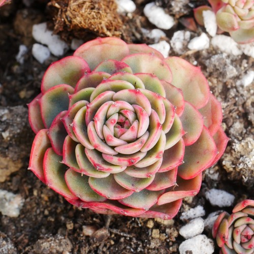 Echeveira sugar baby 4cm plant - baby,