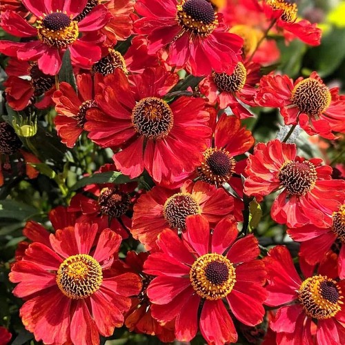 Helenium autumnale helena - helenium, 'helena