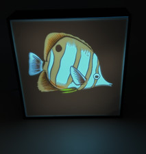 Copperband Butterfly Fish -