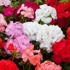 Geranium Horizon Plants in 9cm
