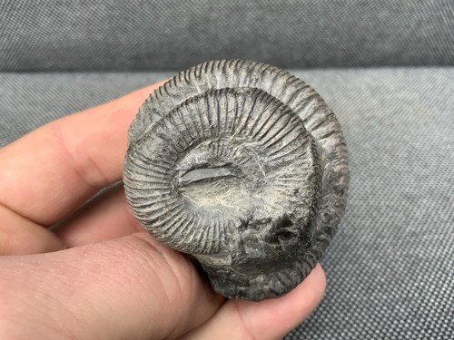 Multi dactylioceras fossil - dactylioceras,