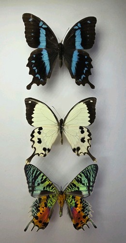 Real butterfly moth - butterfly/moth, collection