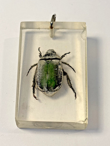 Beetle taxidermy green - taxidermy,