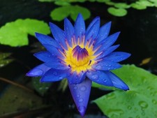 Blue lotus water lily seeds x 5 