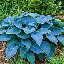 Hosta Fragrant Blue - garden perennial plant in 1.5 Litre pot