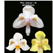 Phalaenopsis Celebensis X Sib Orchid Plant