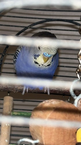 Budgie bird young male - bird,