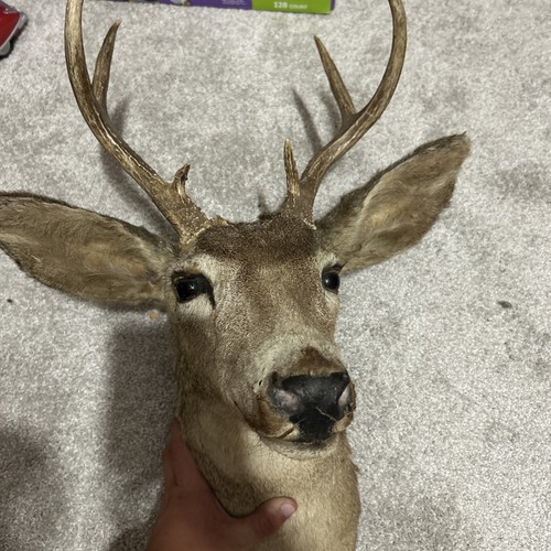 Buck taxidermy shoulder - buck,