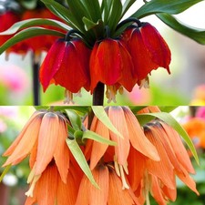 Fritillaria imperialis Spring Bulbs - Exotic Crown Imperial Flowering Perennials