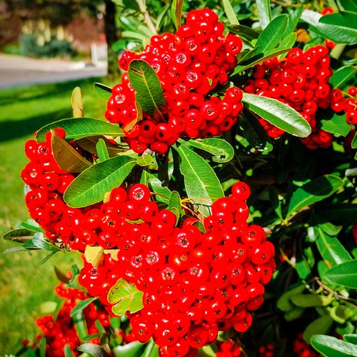 Pyracantha mohave evergreen - pyracantha,