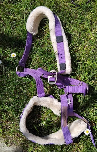 Lunge cavesson purple padded - lunge,