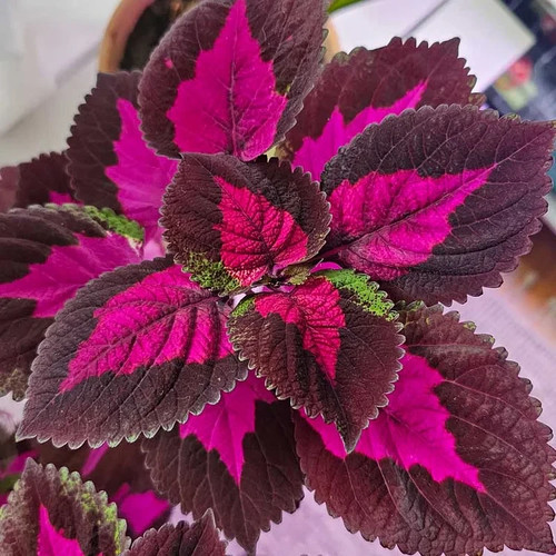 Colourful coleus soil - soil,