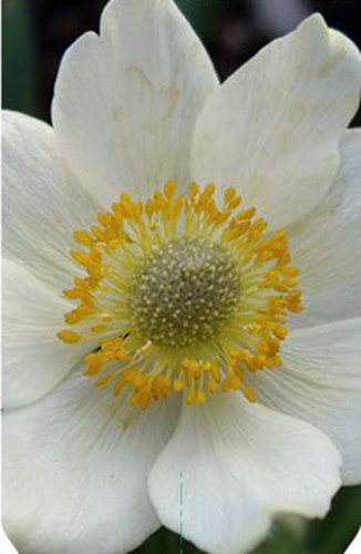 Anemone guernica in 9cm - -,