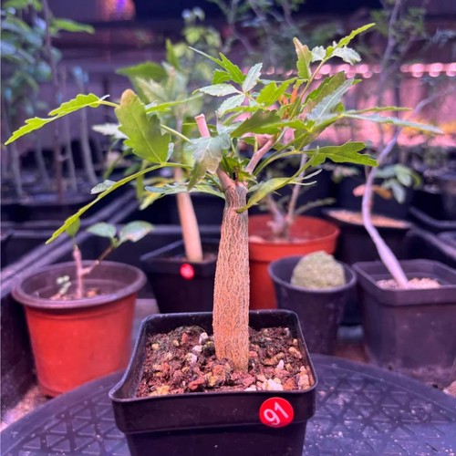 1pieces 8cm seedgrowth - 1pieces,