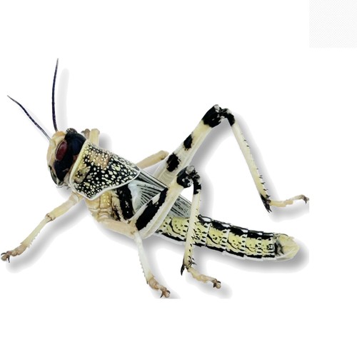 Nutritious live locusts - live, for