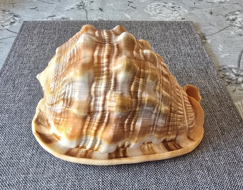Large natural bullmouth red - bullmouth,