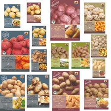 Seed Potatoes First Early Main