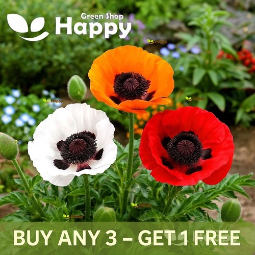 Oriental poppy mix - mix, seeds