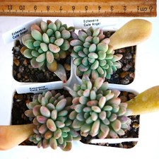 Echeveria Cute Angel in 5cm