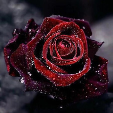 Rare True Blood Rose Flower Seeds Garden Plants – 10x Viable Seeds