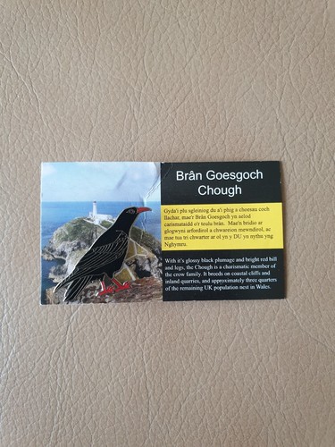 Rspb bran goesgoch chough - rspb,