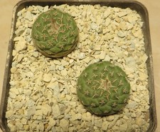 strombocactus disciformis MZ