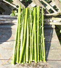 20 x 25cm Fresh Living Green Hybrid Willow Cuttings Salix Viminalis Unrooted