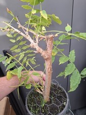 chunky wisteria Bonsai Tree air layer