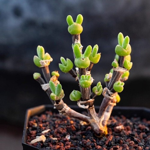6cm succulent plant - succulent,