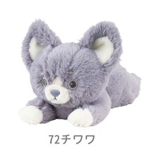 KUTATTO BIYORI Mini Chihuahua