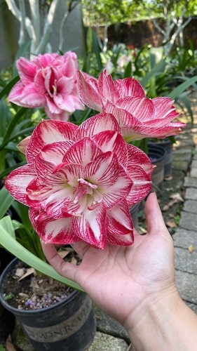 Pretty imported double - pretty,