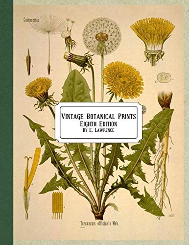 Vintage botanical prints - vintage,