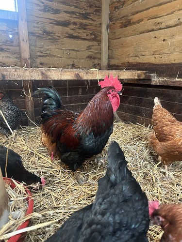 Chicken eggs large fowl - chicken,