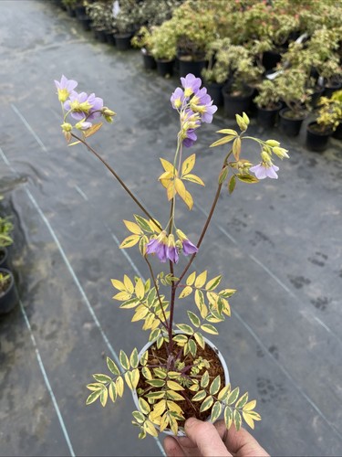 Polemonium golden feathers - golden, 2