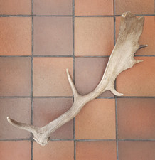 Large Vintage Fallow Deer Stag Antler Single 46 cm
