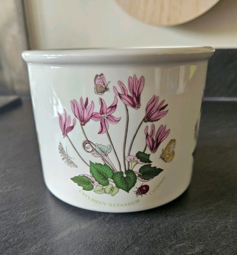 Portmeirion cyclamen repandum - cyclamen,