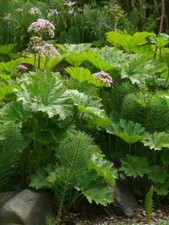PELTIPHYLLUM PELTATUM (Darmera Peltata) HARDY PERENNIAL UMBRELLA PLANT SEEDS 