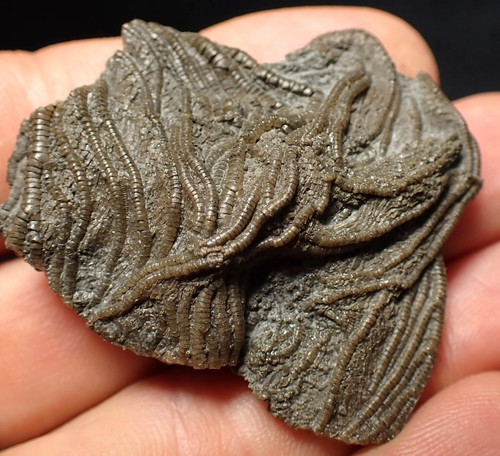 Detailed crinoid head - detailed, 3d