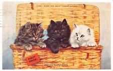 MABEL GEAR POSTCARD TABBY , BLACK AND WHITE PERSIAN KITTENS CATS PRIZE WINNERS