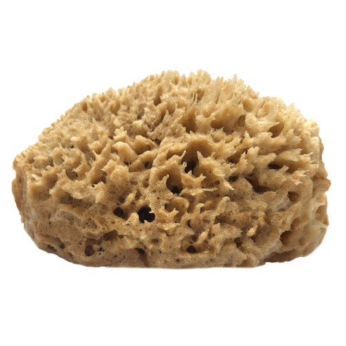 Half natural sea sponge with - sea,