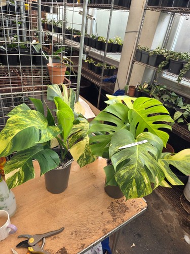 Monstera deliciosa aurea large - deliciosa,