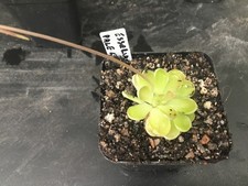 Pinguicula Esseriana Pale