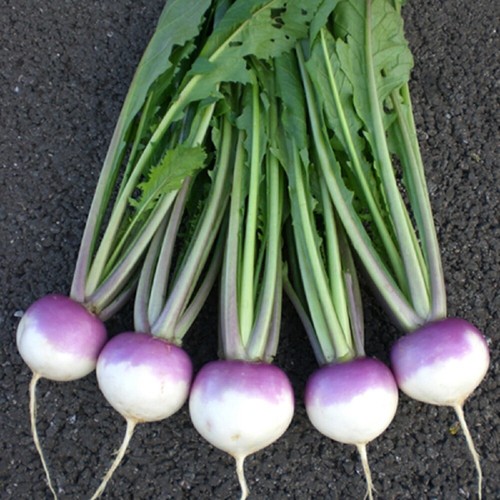 Turnip sweetbell f1 hybrid - f1,